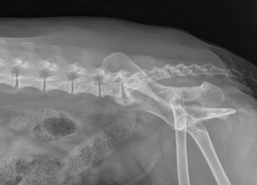 Røntgenbillede af spondylose hos en hund