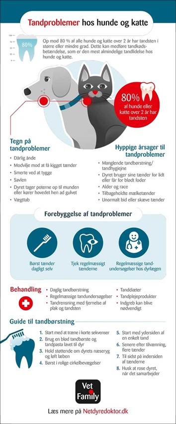 infographic om tandproblemer hos hund og kat - Netdyredoktor