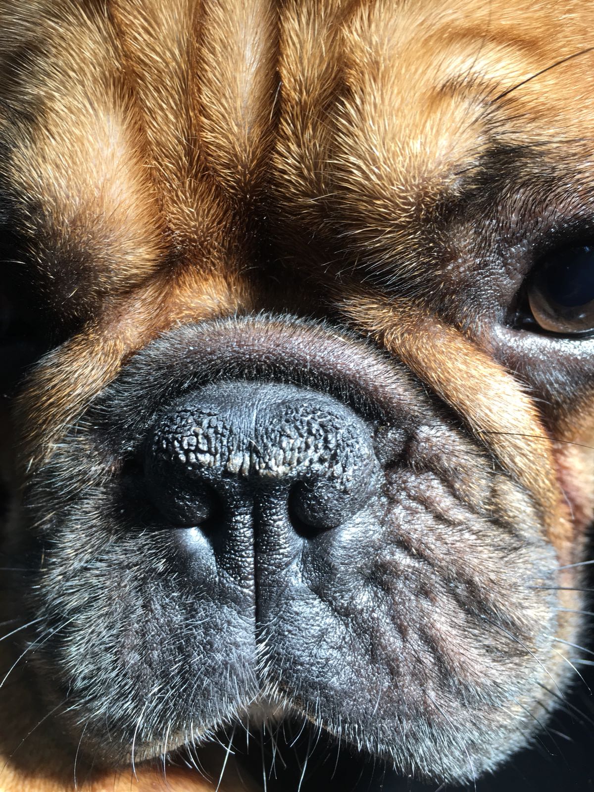 Brachycephalt syndrom og vejrtrækningsproblemer hos hunde