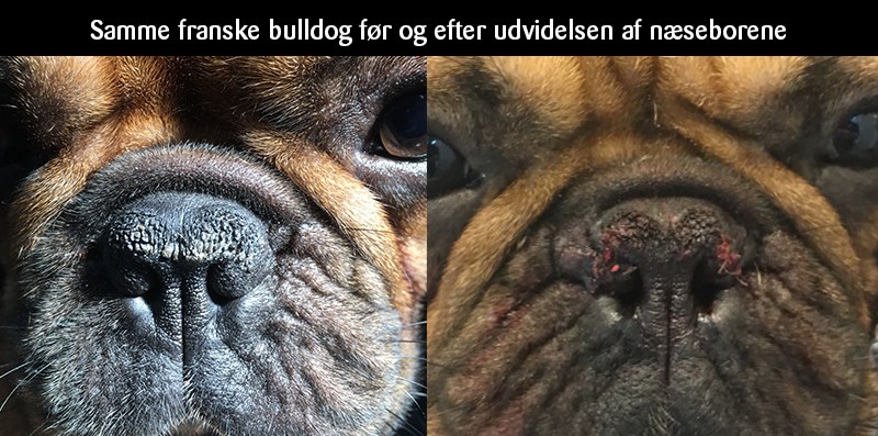 Brachycephalt syndrom før og efter udvidelse af næsebor