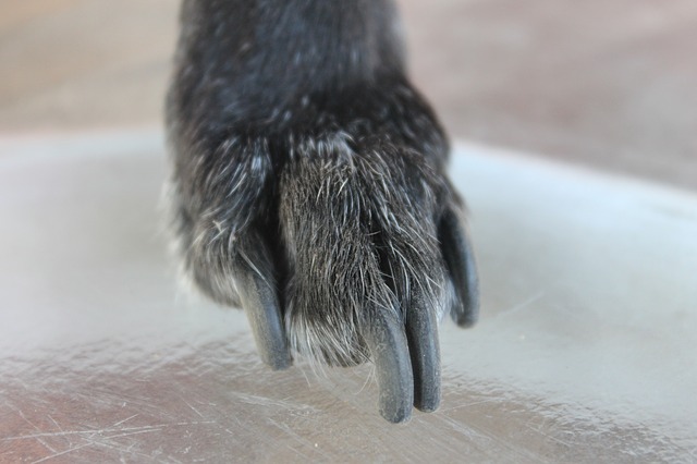 Lange hundekløer skal klippes