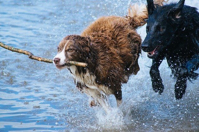 To hunde løber i vand på en varm sommerdag