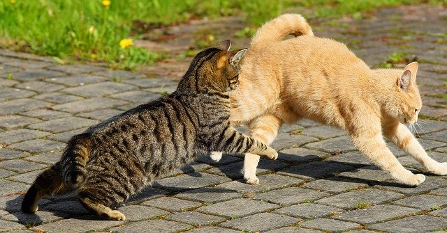 Katte i konflikt