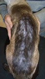 Loppeallergi_hos_hund