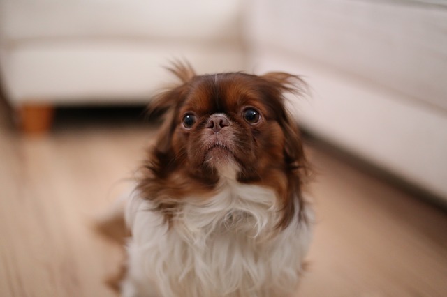 Utryg og nervøs hund
