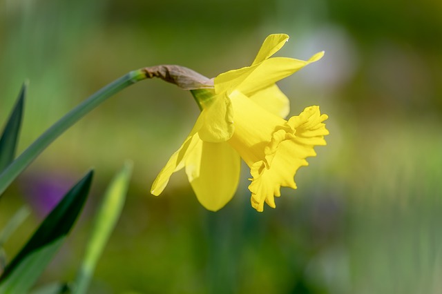 Gul påskelilje med giftigt blomsterløg
