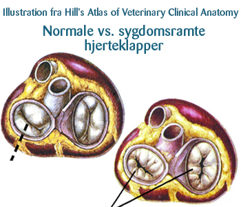 Normale vs. sygdomsramte hjerteklapper - endocardiose hos hunde