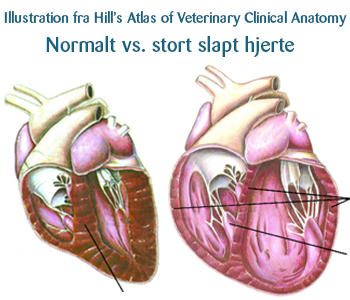 Normalt hjerte versus dilateret cardiomyopathie (stort slapt hjerte) hos hunde