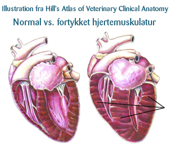 Forskellen på en normal og en fortykket hjertemuskulatur hos en kat