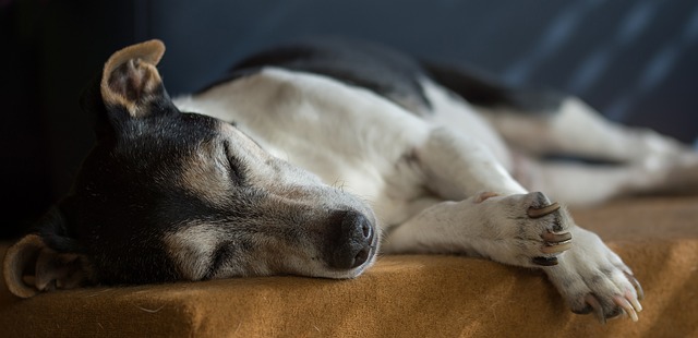 Hund inkontinens Netdyredoktors brevkasse