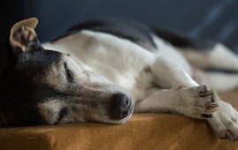 Hund inkontinens Netdyredoktors brevkasse
