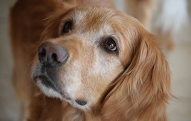 Ældre hund jaloux på baby - netdyredoktors brevkasse