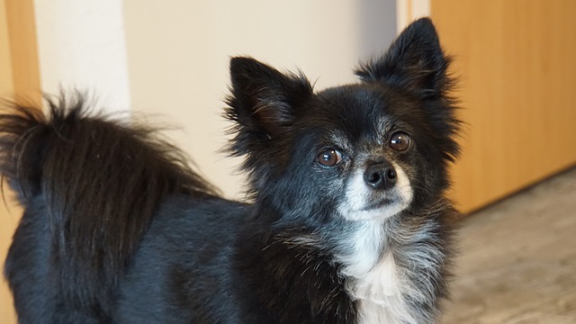 Hund stresser over baby - Netdyredoktors brevkasse
