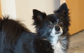 Hund stresser over baby - Netdyredoktors brevkasse