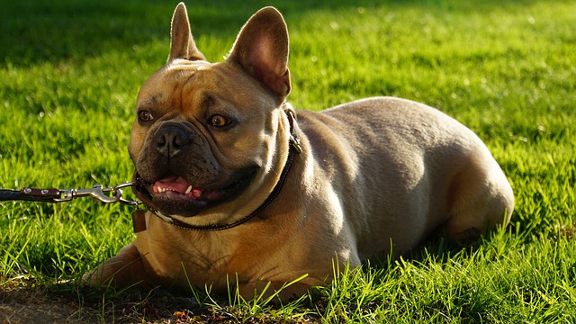 Fransk bulldog utryg på tur - Netdyredoktors brevkasse