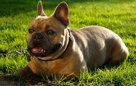 Fransk bulldog utryg på tur - Netdyredoktors brevkasse