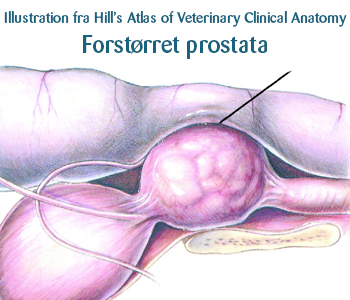 Forstørret prostata hos hunde - Netdyredoktor