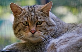 Kat i sorg - Netdyredoktor
