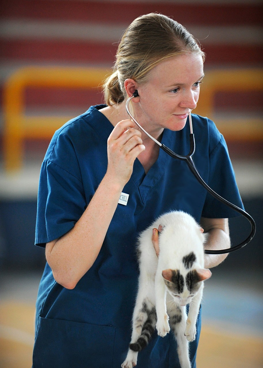Dyrlæge og kat - Netdyredoktor