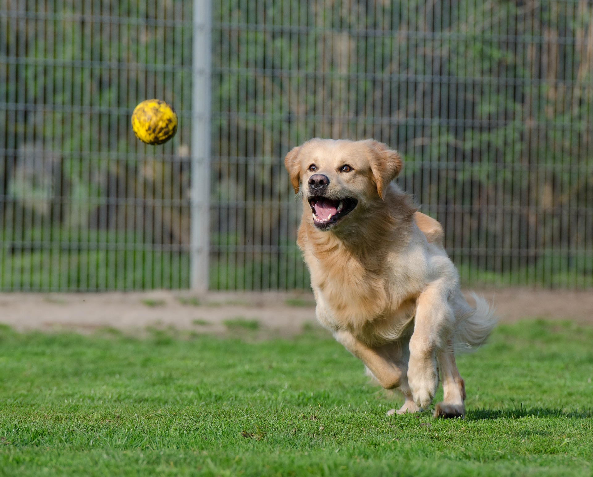 Hund der løber efter gul bold i en hundepension