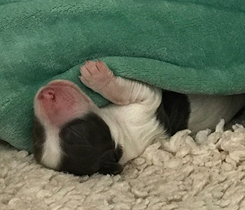 1 uge gammel hundehvalp