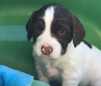 4 uger gammel hundehvalp