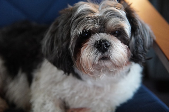 Shihtzu med blærebetændelse