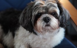 Shihtzu med blærebetændelse