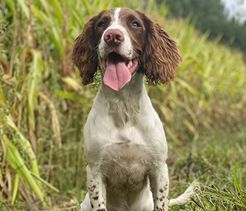 Hundehvalp på 3-4 måneder