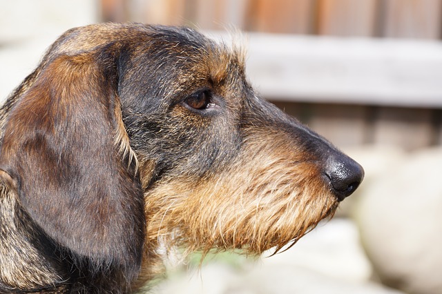 Gammel gravhund