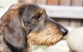Gammel gravhund