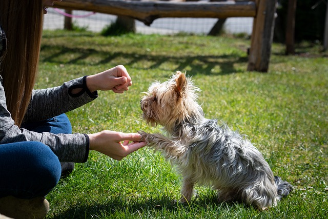 Hund, der lærer at give pote
