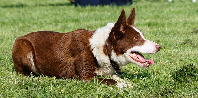 Hund ligger dæk og venter på signal fra ejer