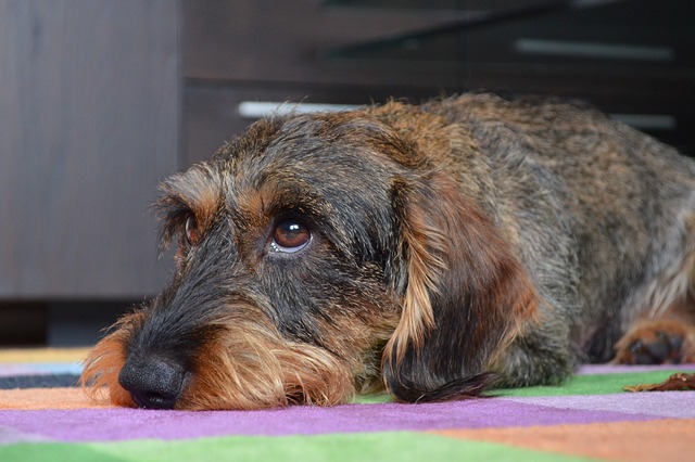 Gammel gravhund