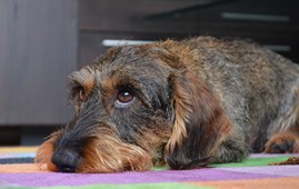 Gammel gravhund
