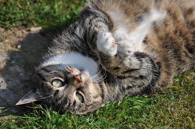 Overvægtig kat på slankekur
