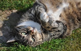 Overvægtig kat på slankekur