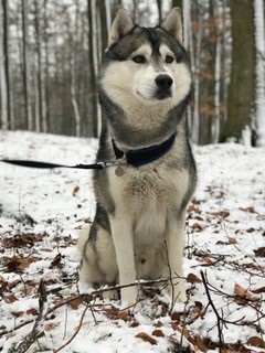 Siberian husky er en træk- og slædehund