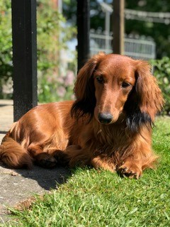 Langhåret, standard gravhund