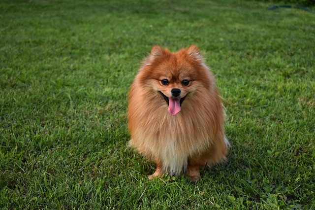 Pomeranien selskabhund
