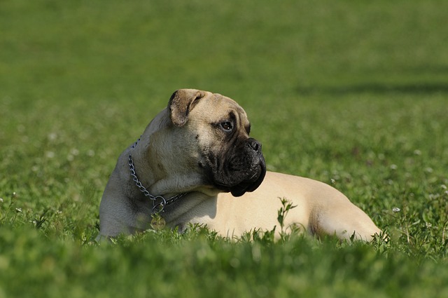 Bullmastiff er en vagthund
