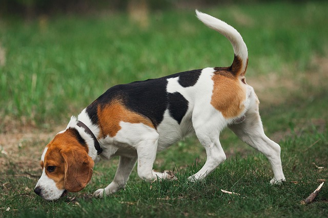Beagle, der snuser. Glammende jagthund