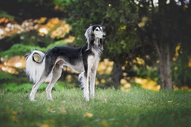 Greyhound i natur