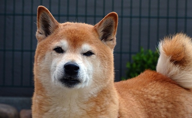 Shiba