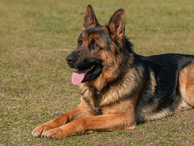Schæfterhund, politi- og tjenestehund