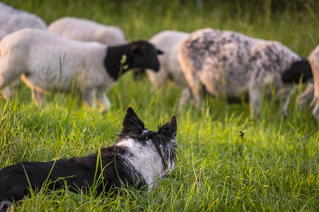 Border Collie samler får