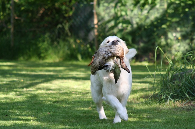 Golden retriever apporterer and