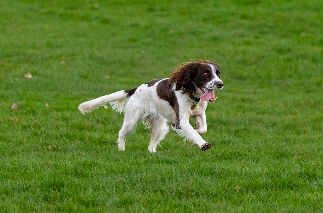 Springer spaniel i løb