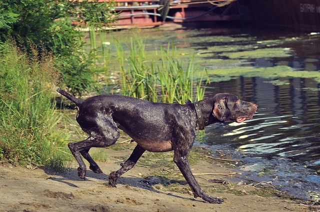 Hønsehund