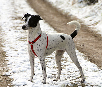Dansk/svensk gårdhund i sne
